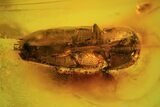 Fossil Beetle (Coleoptera) In Baltic Amber #69304-1